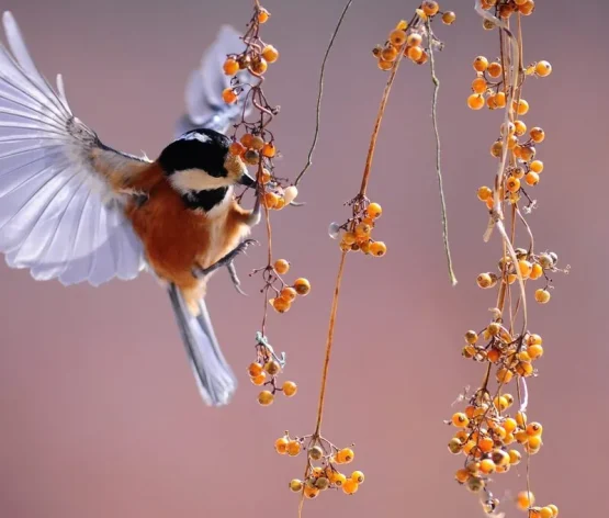 Kingston Upon Thames counselling services